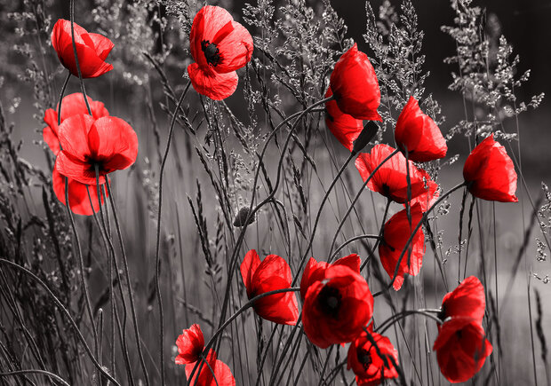 Bloemen Fotobehang 11763