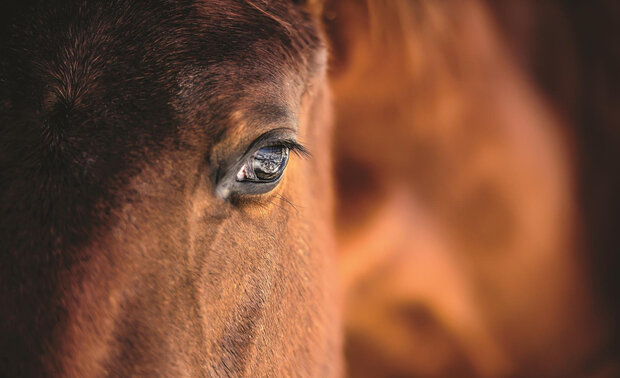 Paard Fotobehang 1216