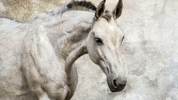 Paard Fotobehang 1218