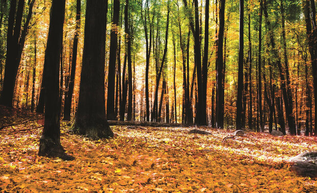 Bomen Fotobehang 1220