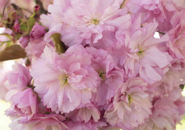 Roze Bloemen Fotobehang 13282