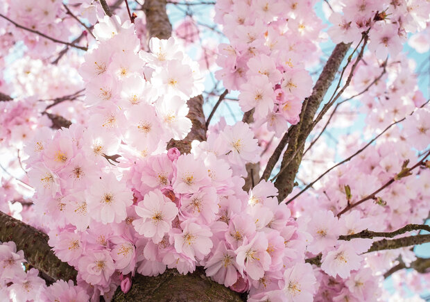 Cherry Blossom Fotobehang 13283