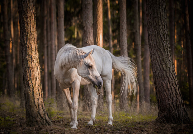 Paard Fotobehang 13599