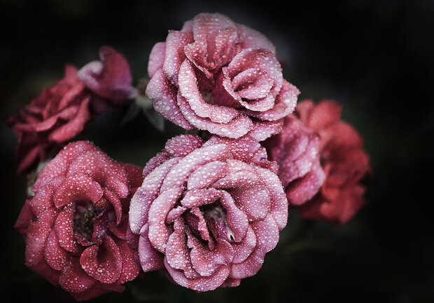 Bloemen Fotobehang 13966