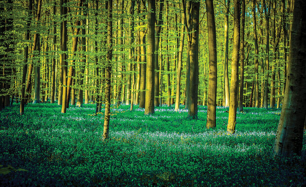 Bomen Fotobehang 1438