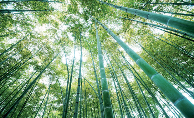 Bomen Fotobehang 150