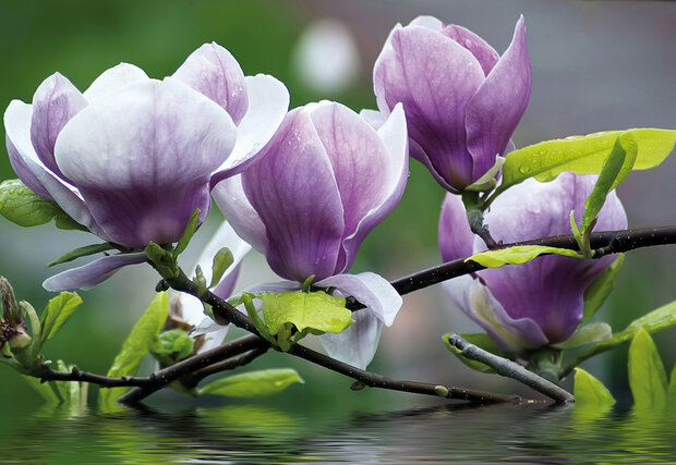 Bloemen Fotobehang 160