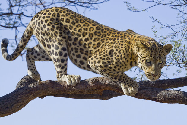 Dieren Fotobehang 176