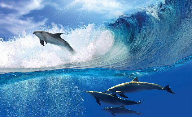 Dolfijnen Fotobehang 188