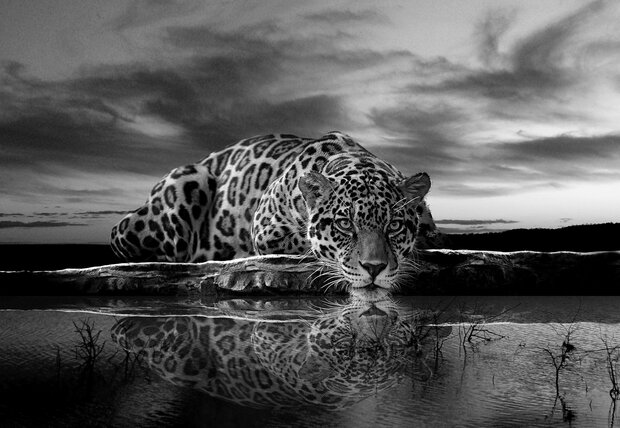 Jaguar Fotobehang 218