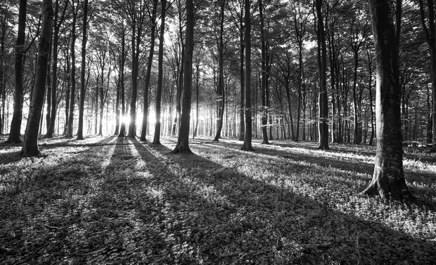 Bomen Fotobehang 2229