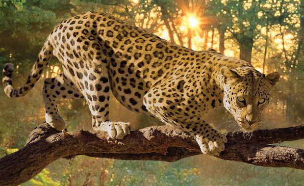Jaguar Fotobehang 242