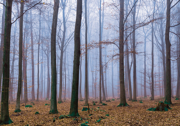 Bomen Fotobehang 2658