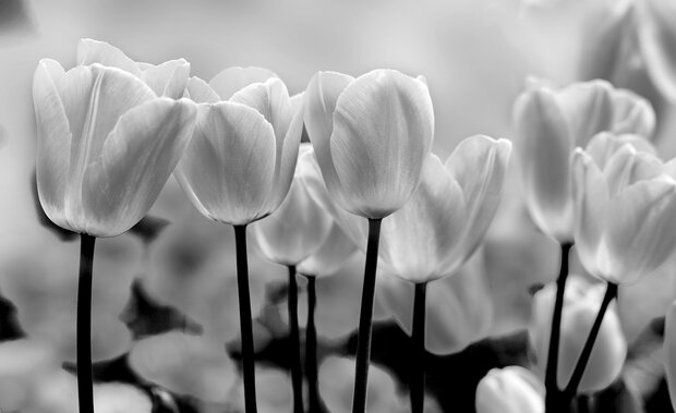 Bloemen Fotobehang 287