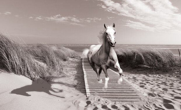 Paard op het strand Fotobehang 3136