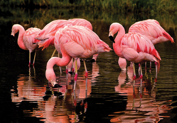 Flamingo Fotobehang 3616