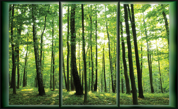 Bomen Fotobehang 495 (Raampartij)