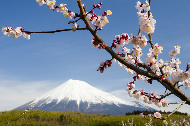 Mount Fuji Fotobehang 8-006