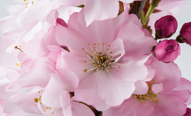 Bloemen Fotobehang 8-020