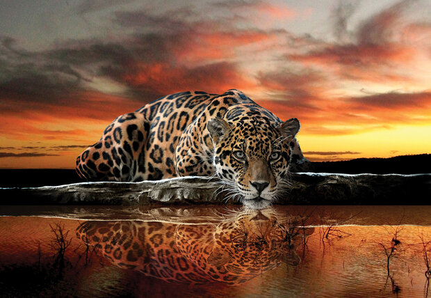 Jaguar Fotobehang 126