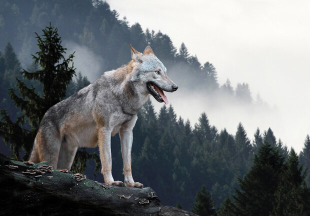 Wolf Fotobehang 14424