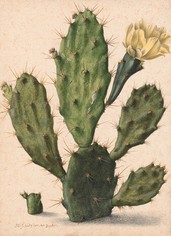 Rijksmuseum Bloeiende Vijgcactus Herman Saftleven RM41 (Met Gratis Lijm)