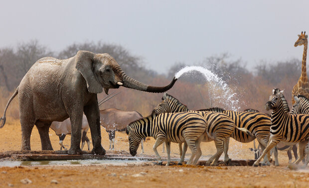 Olifant Zebra Fotobehang 3617