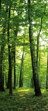 Green Forest Deurposter Fotobehang 186VET