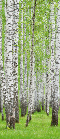 Forest Wood Landscape Trees Deurposter Fotobehang 157VET