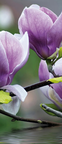 Flowers Deurposter Fotobehang 160VET