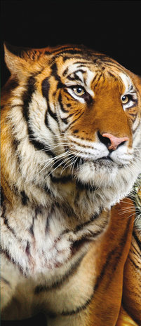Tigers Jungle Forest Deurposter Fotobehang 130VET