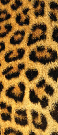Leopard Art Deurposter Fotobehang 191VET