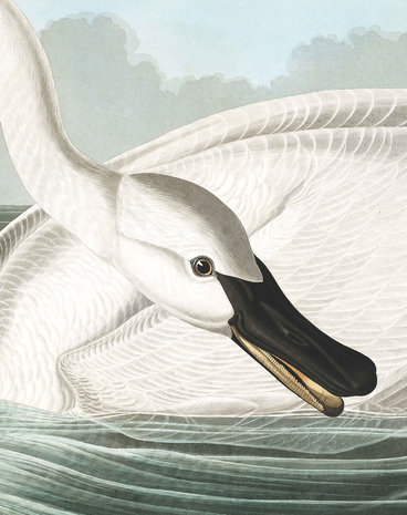 KEK Panel Trumpeter Swan PA-001 (Met Gratis Lijm)