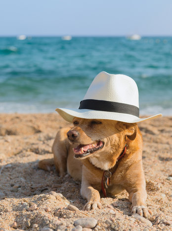Dog in a Hat on a Beach Fotobehang 10399VEA
