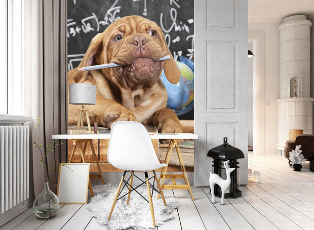 Teacher Dog Fotobehang 10430VEA