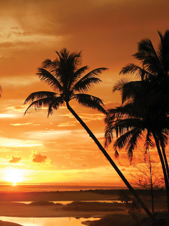 Palms in the Sunset Light Fotobehang 10237VEA