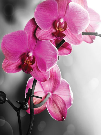 Pink Orchid Fotobehang 10155VEA