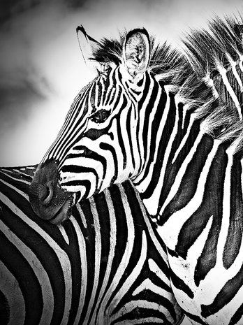 Zebra Black-White Fotobehang 10159VEA
