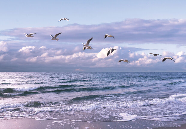 Meeuwen Fotobehang 13051