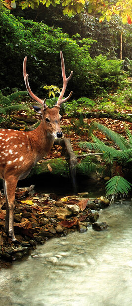 Forest Wood Landscape Trees Animals Deurposter Fotobehang 147VET