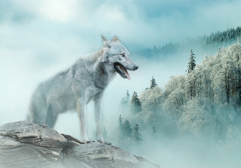 Wolf Fotobehang 14684
